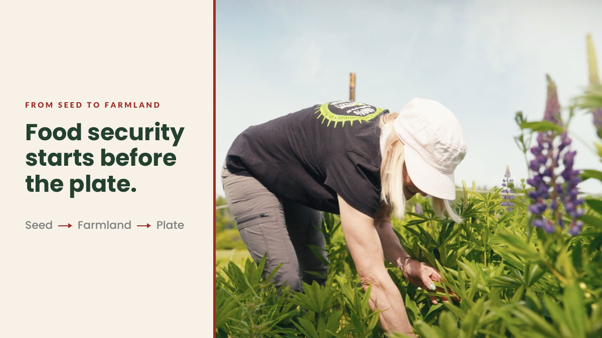 Featured image for “From Seed to Farmland: Food Security Starts Before the Plate”